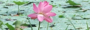 indiai lótusz virága kinyilva